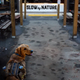 A dog outfitted with one of the beer-carrying vests